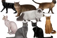 Cat | Breeds, Origins, History, Body Types, Senses, Behavior ... How To Create A Standout LinkedIn Profile